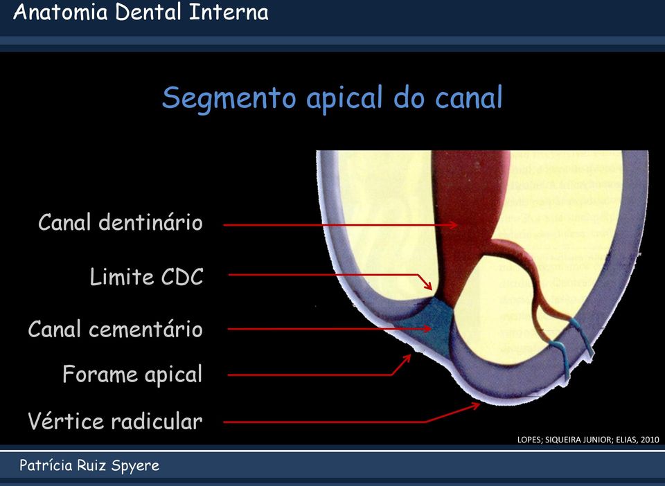 Canal cementário Forame apical Vértice