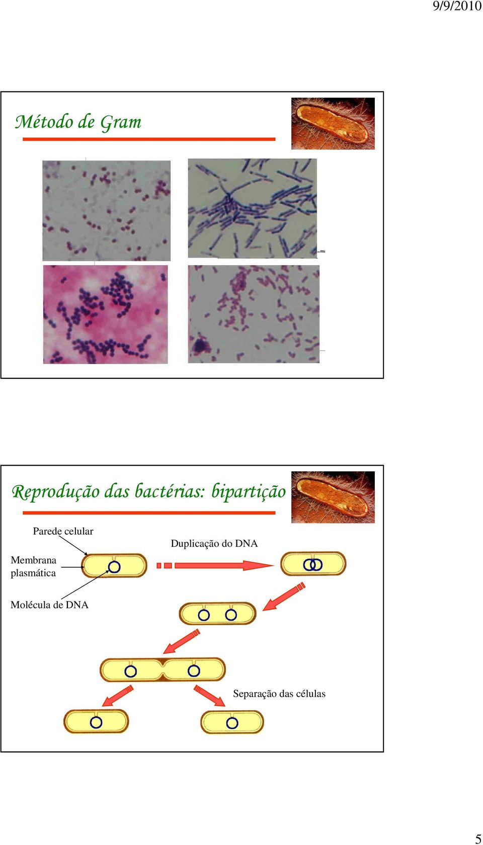 celular Membrana plasmática