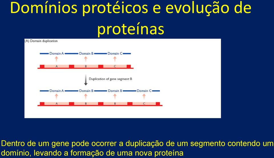 a duplicação de um segmento contendo um