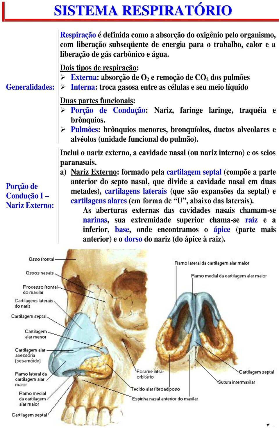 Dois tipos de respiração: Externa: absorção de O 2 e remoção de CO 2 dos pulmões Interna: troca gasosa entre as células e seu meio líquido Duas partes funcionais: Porção de Condução: Nariz, faringe