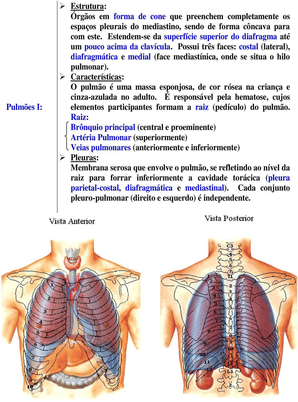 Características: O pulmão é uma massa esponjosa, de cor rósea na criança e cinza-azulada no adulto. É responsável pela hematose, cujos elementos participantes formam a raiz (pedículo) do pulmão.