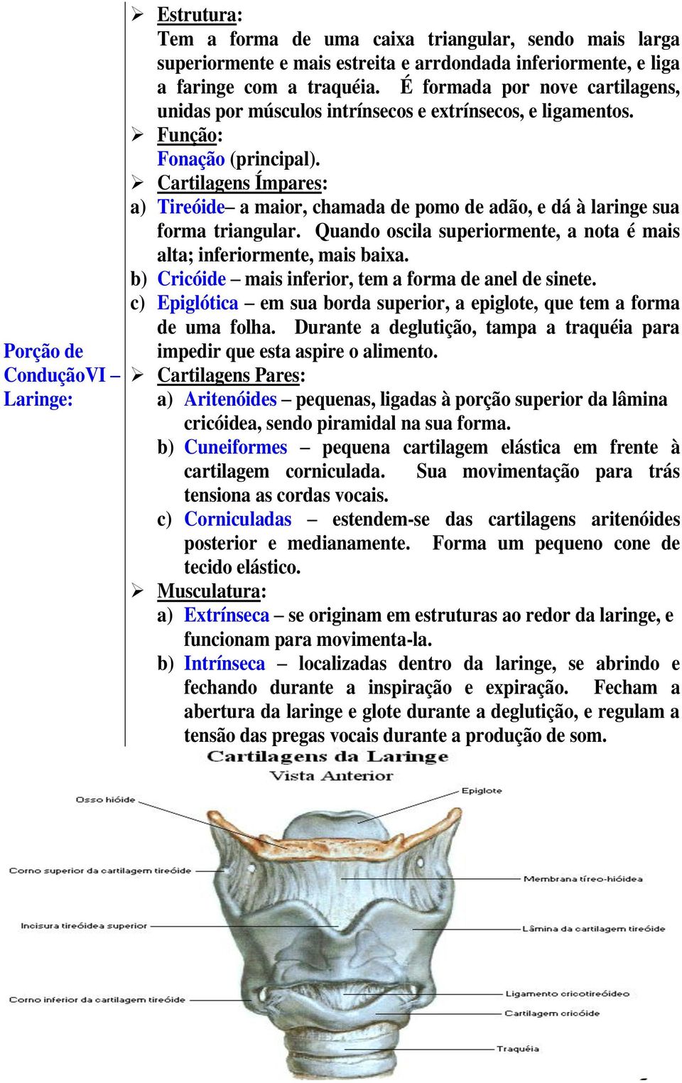 Cartilagens Ímpares: a) Tireóide a maior, chamada de pomo de adão, e dá à laringe sua forma triangular. Quando oscila superiormente, a nota é mais alta; inferiormente, mais baixa.