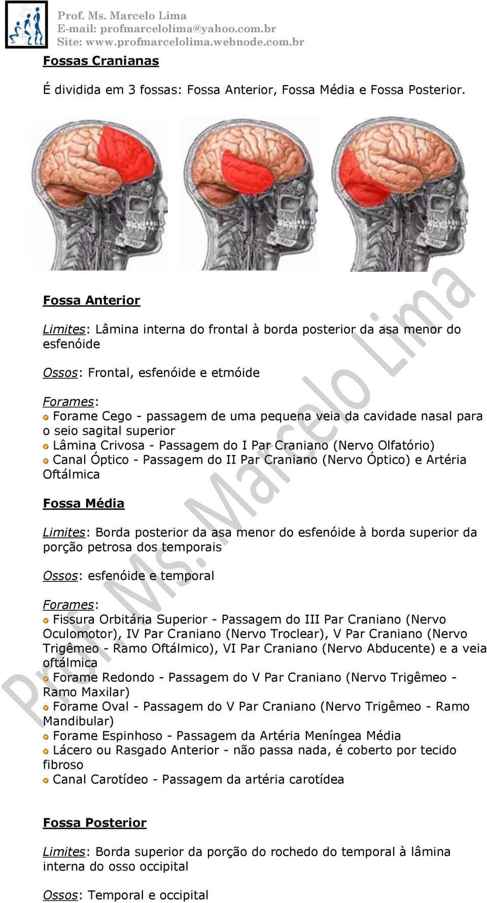 para o seio sagital superior Lâmina Crivosa - Passagem do I Par Craniano (Nervo Olfatório) Canal Óptico - Passagem do II Par Craniano (Nervo Óptico) e Artéria Oftálmica Fossa Média Limites: Borda