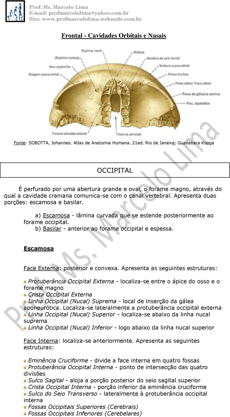 Escamosa Face Externa: posterior e convexa.