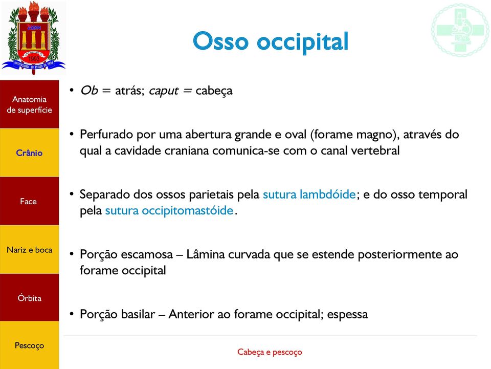 pela sutura lambdóide; e do osso temporal pela sutura occipitomastóide.