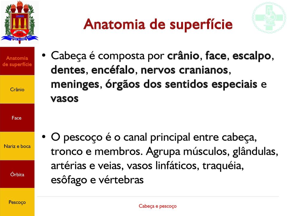 o canal principal entre cabeça, tronco e membros.