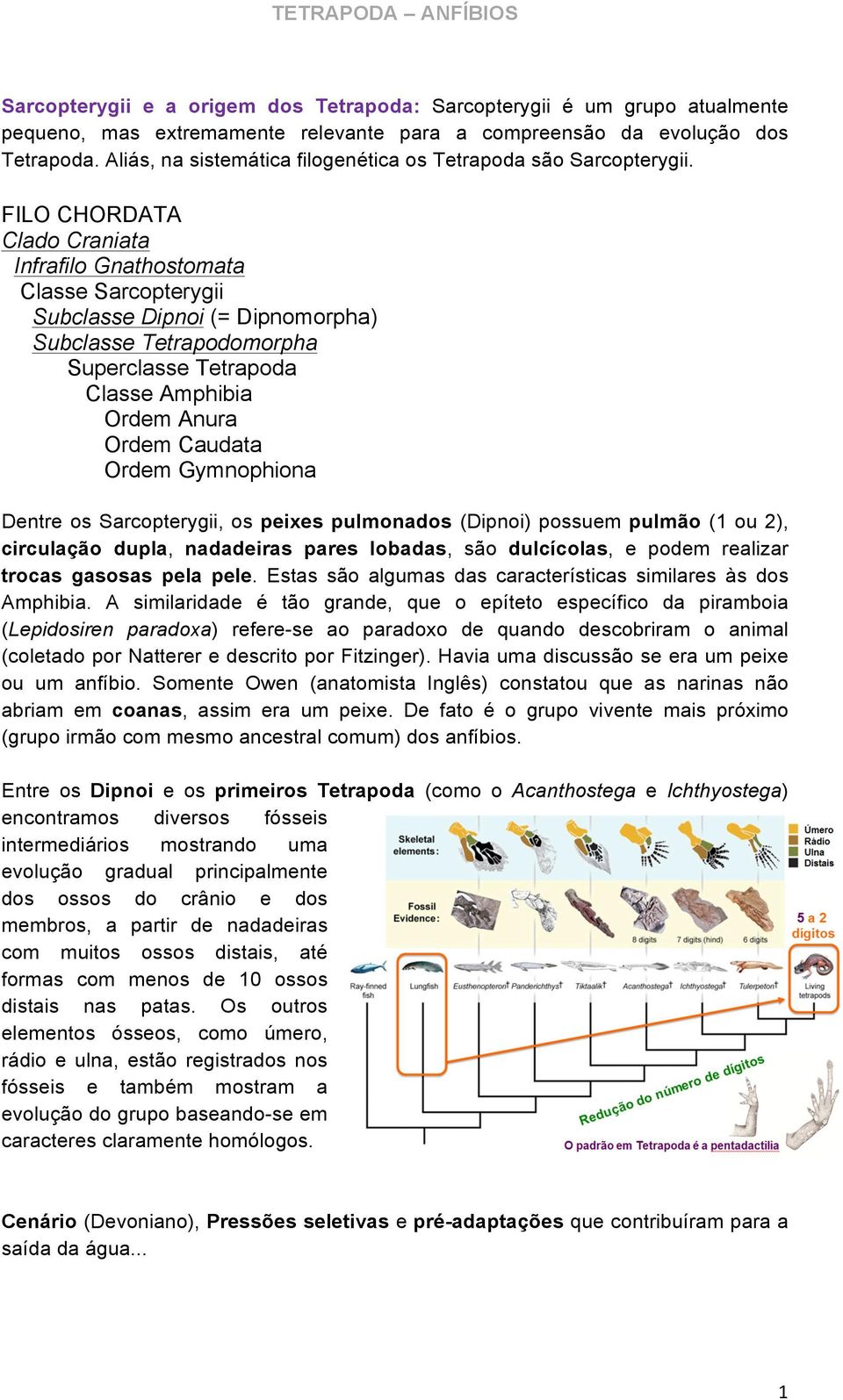 FILO CHORDATA Clado Craniata Infrafilo Gnathostomata Classe Sarcopterygii Subclasse Dipnoi (= Dipnomorpha) Subclasse Tetrapodomorpha Superclasse Tetrapoda Classe Amphibia Ordem Anura Ordem Caudata