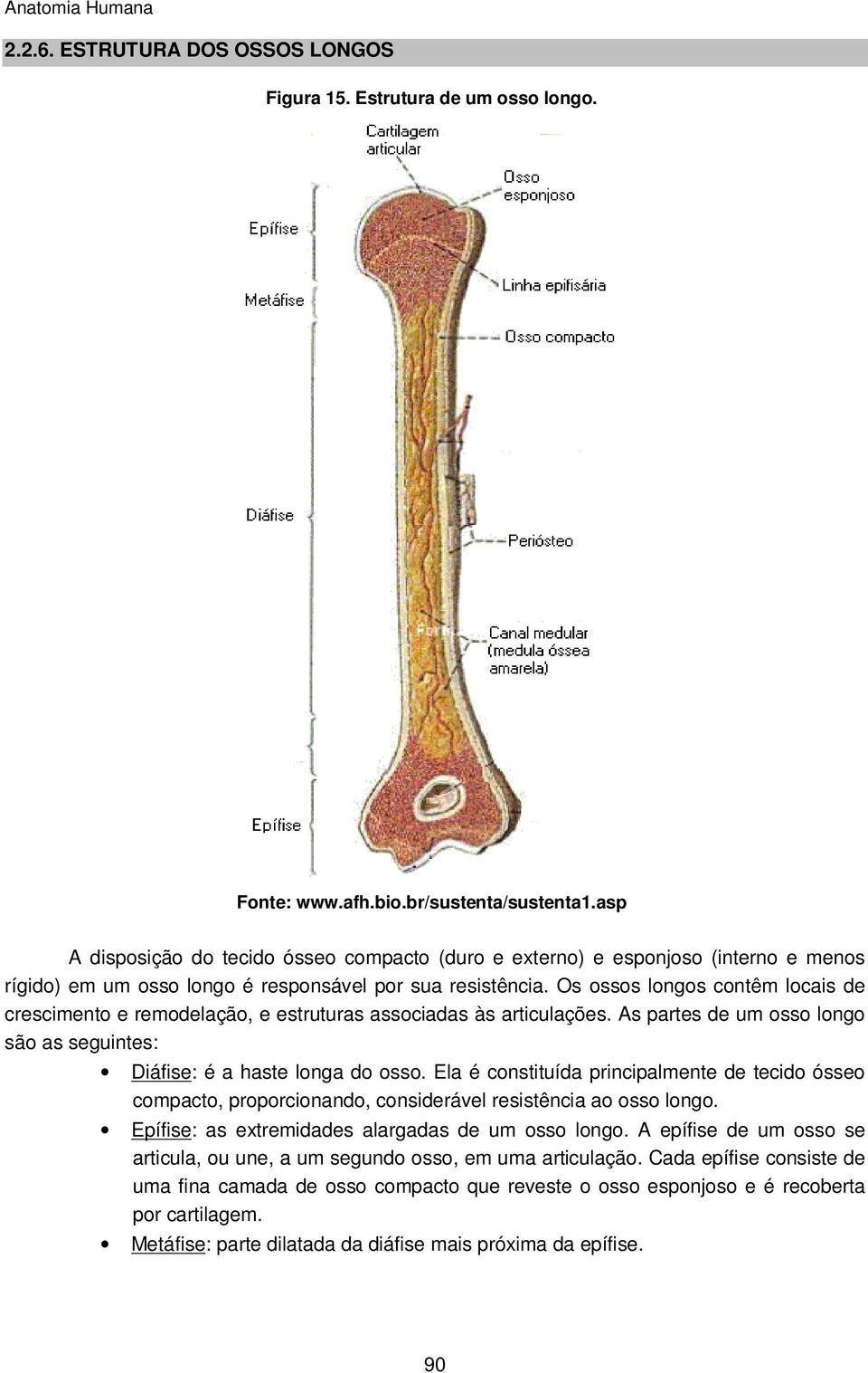 Os ossos longos contêm locais de crescimento e remodelação, e estruturas associadas às articulações. As partes de um osso longo são as seguintes: Diáfise: é a haste longa do osso.