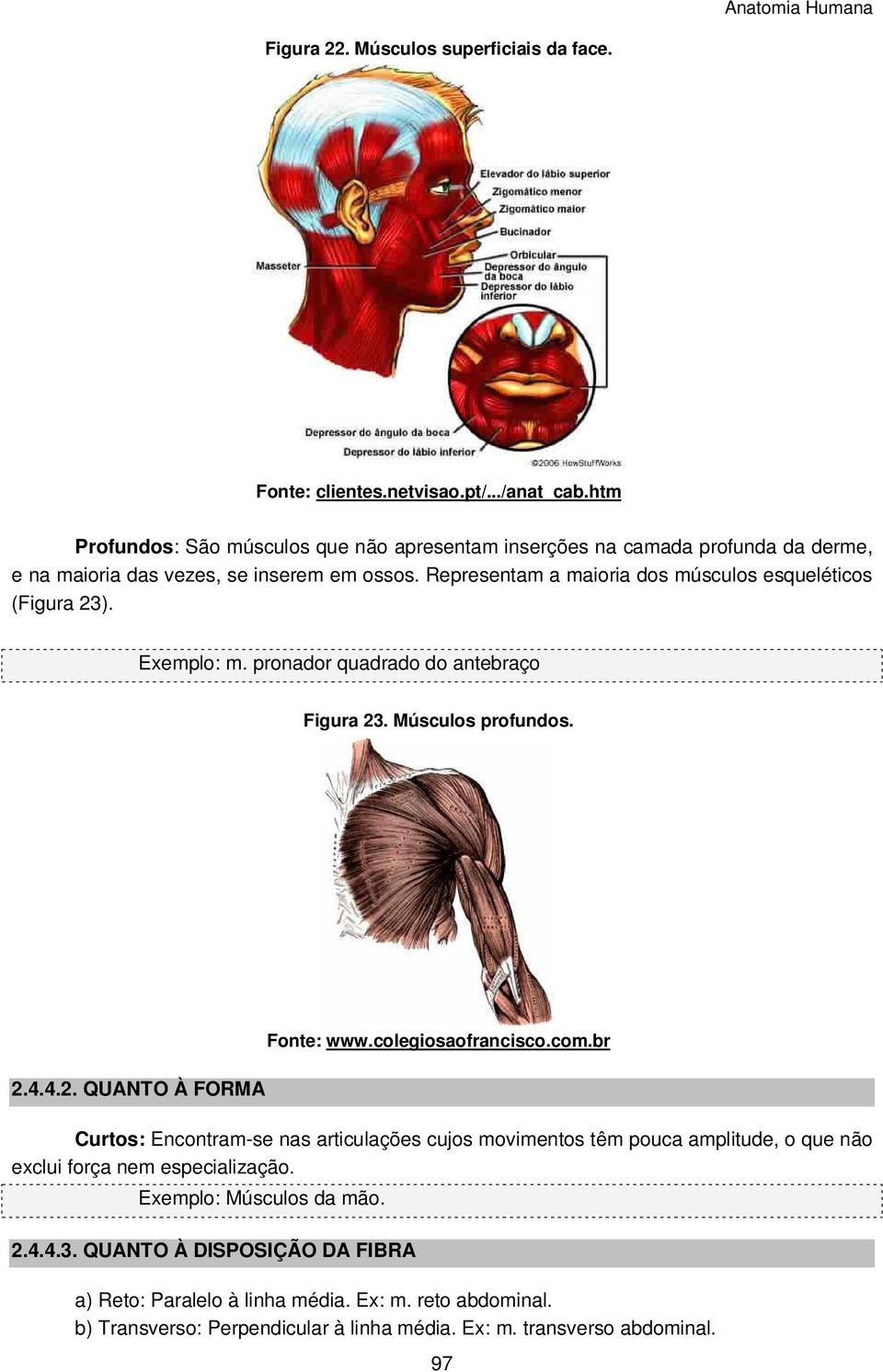 Representam a maioria dos músculos esqueléticos (Figura 23). Exemplo: m. pronador quadrado do antebraço Figura 23. Músculos profundos. 2.4.4.2. QUANTO À FORMA Fonte: www.