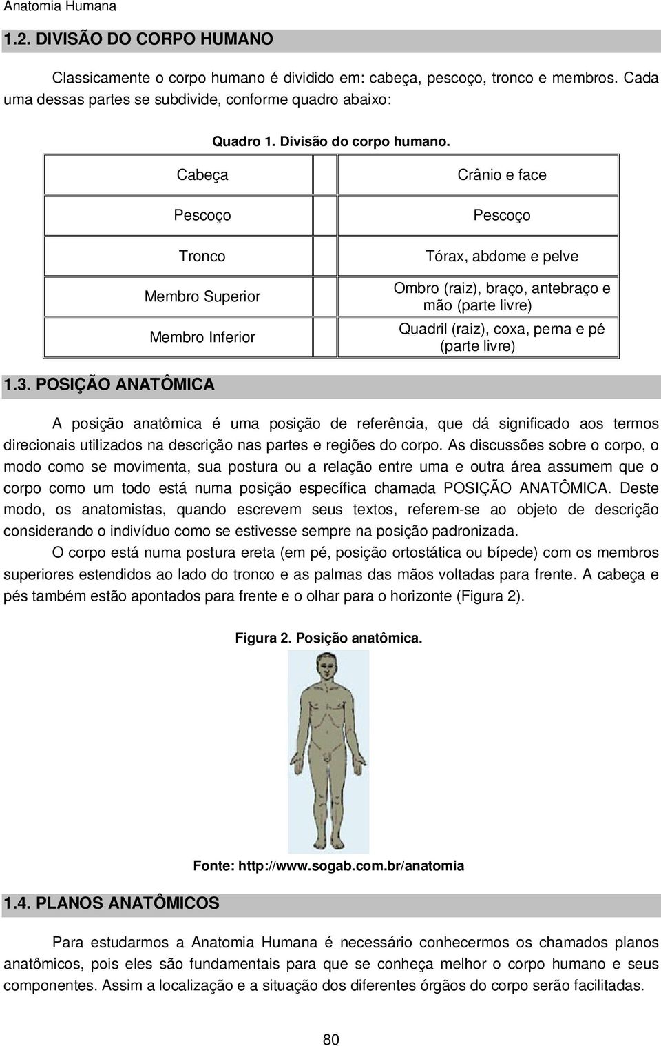 Cabeça Pescoço Crânio e face Pescoço Tronco Membro Superior Membro Inferior Tórax, abdome e pelve Ombro (raiz), braço, antebraço e mão (parte livre) Quadril (raiz), coxa, perna e pé (parte livre) 1.3.