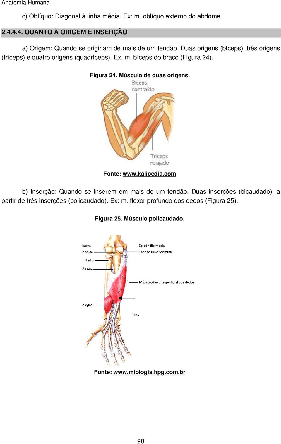 Duas origens (bíceps), três origens (tríceps) e quatro origens (quadríceps). Ex. m. bíceps do braço (Figura 24). Figura 24.