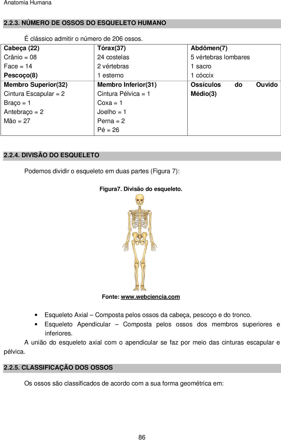 Abdômen(7) 5 vértebras lombares 1 sacro 1 cóccix Ossículos do Ouvido Médio(3) 2.2.4. DIVISÃO DO ESQUELETO Podemos dividir o esqueleto em duas partes (Figura 7): Figura7. Divisão do esqueleto.