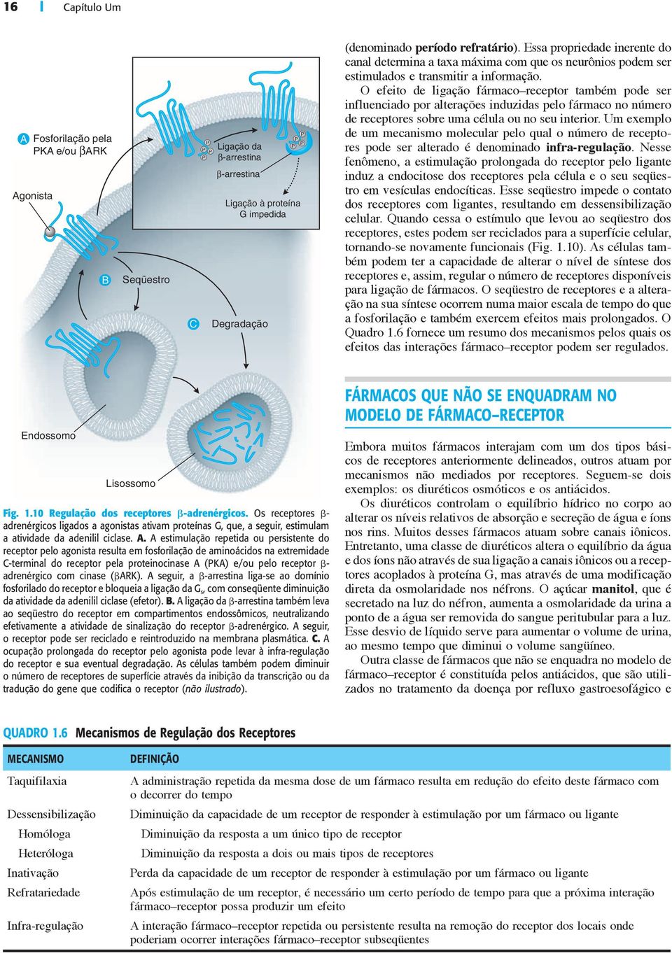 O efeito de ligação fármaco receptor também pode ser influenciado por alterações induzidas pelo fármaco no número de receptores sobre uma célula ou no seu interior.