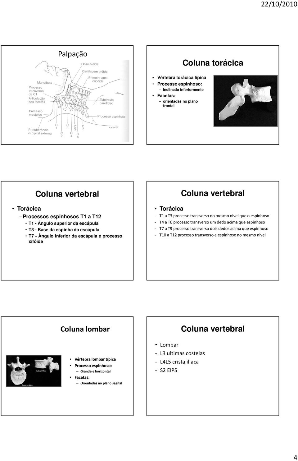 mesmonivelqueo espinhoso - T4 a T6 processotransversoum dedoacimaqueespinhoso - T7 a T9 processotransversodoisdedosacimaqueespinhoso - T10 a T12 processotransversoe espinhosono