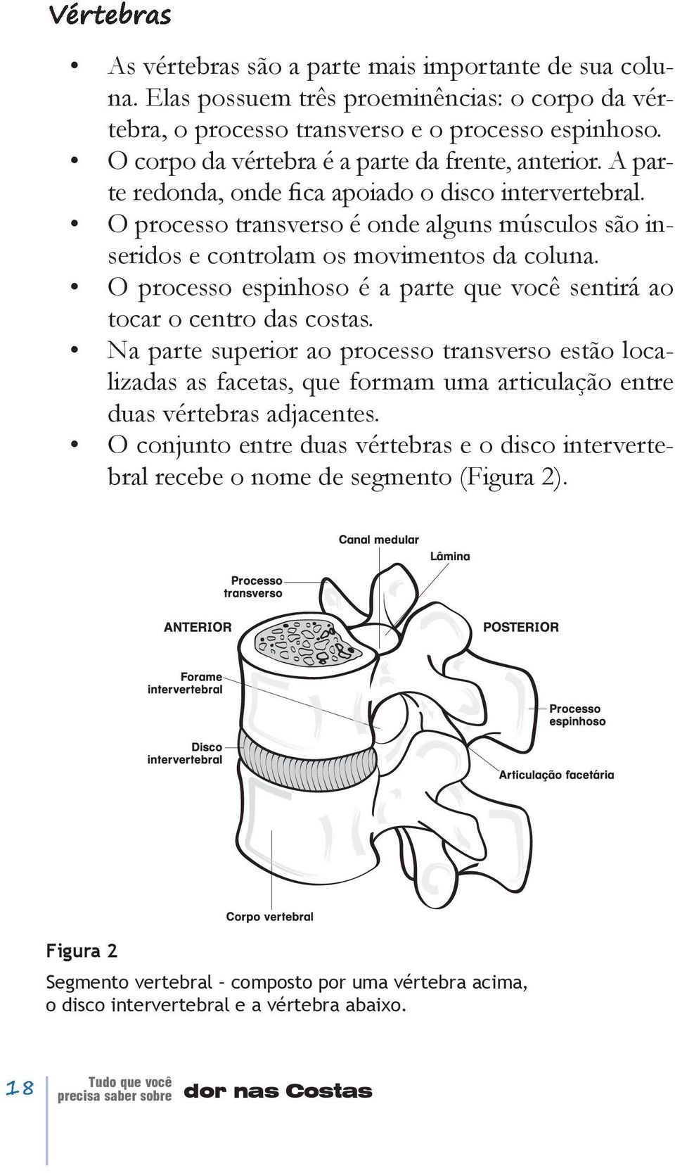 O processo espinhoso é a parte que você sentirá ao tocar o centro das costas.