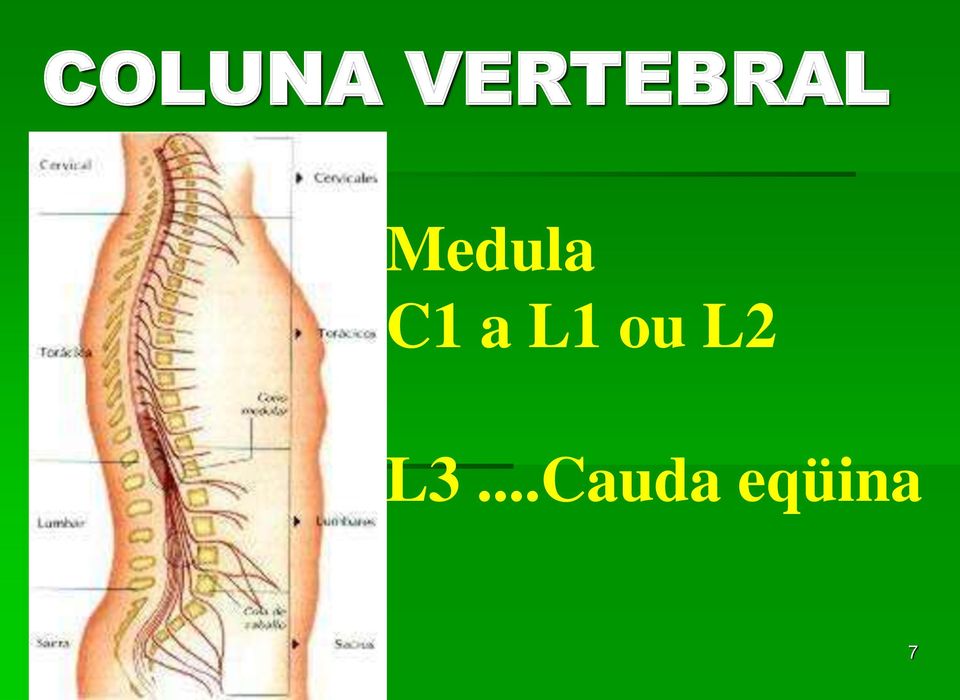 Medula C1 a L1