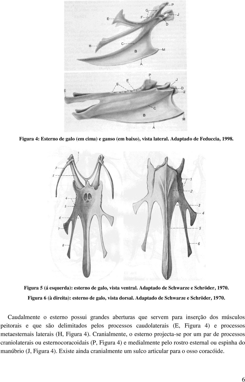 Caudalmente o esterno possui grandes aberturas que servem para inserção dos músculos peitorais e que são delimitados pelos processos caudolaterais (E, Figura 4) e processos metaesternais