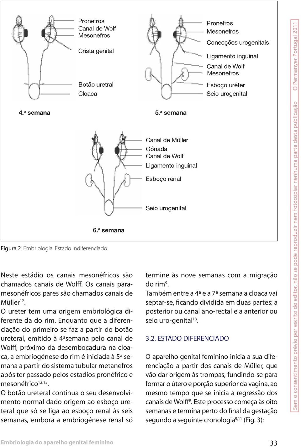 Enquanto que a diferenciação do primeiro se faz a partir do botão ureteral, emitido à 4ªsemana pelo canal de Wolff, próximo da desembocadura na cloaca, a embriogénese do rim é iniciada à 5ª semana a