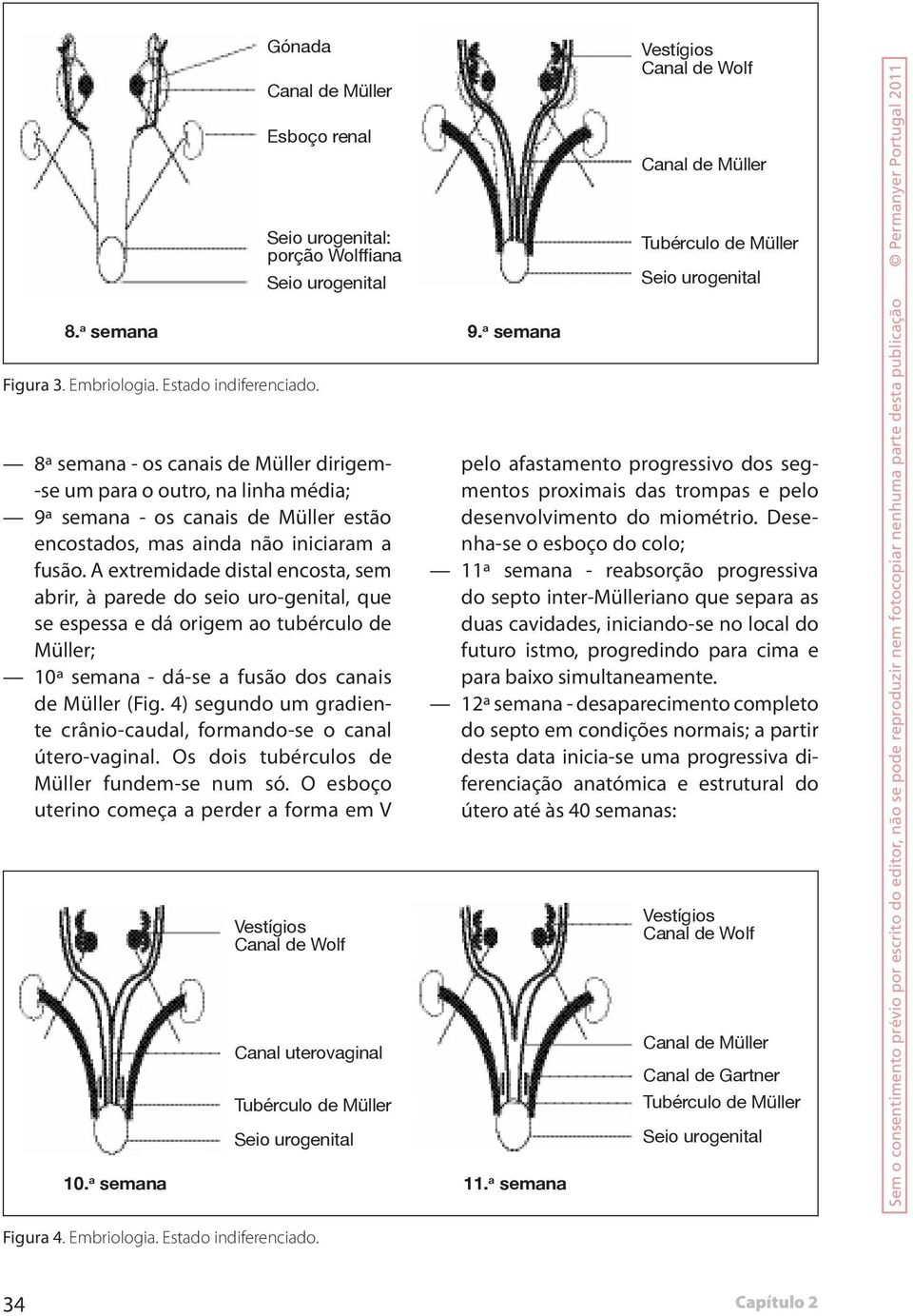 a fusão. A extremidade distal encosta, sem abrir, à parede do seio uro-genital, que se espessa e dá origem ao tubérculo de Müller; 10ª semana - dá-se a fusão dos canais de Müller (Fig.