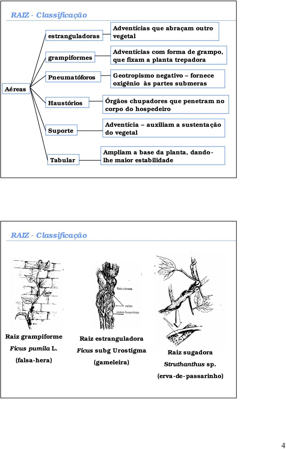 hospedeiro Adventícia auxiliam a sustentação do vegetal Tabular Ampliam a base da planta, dando - lhe maior estabilidade RAIZ - Classificação