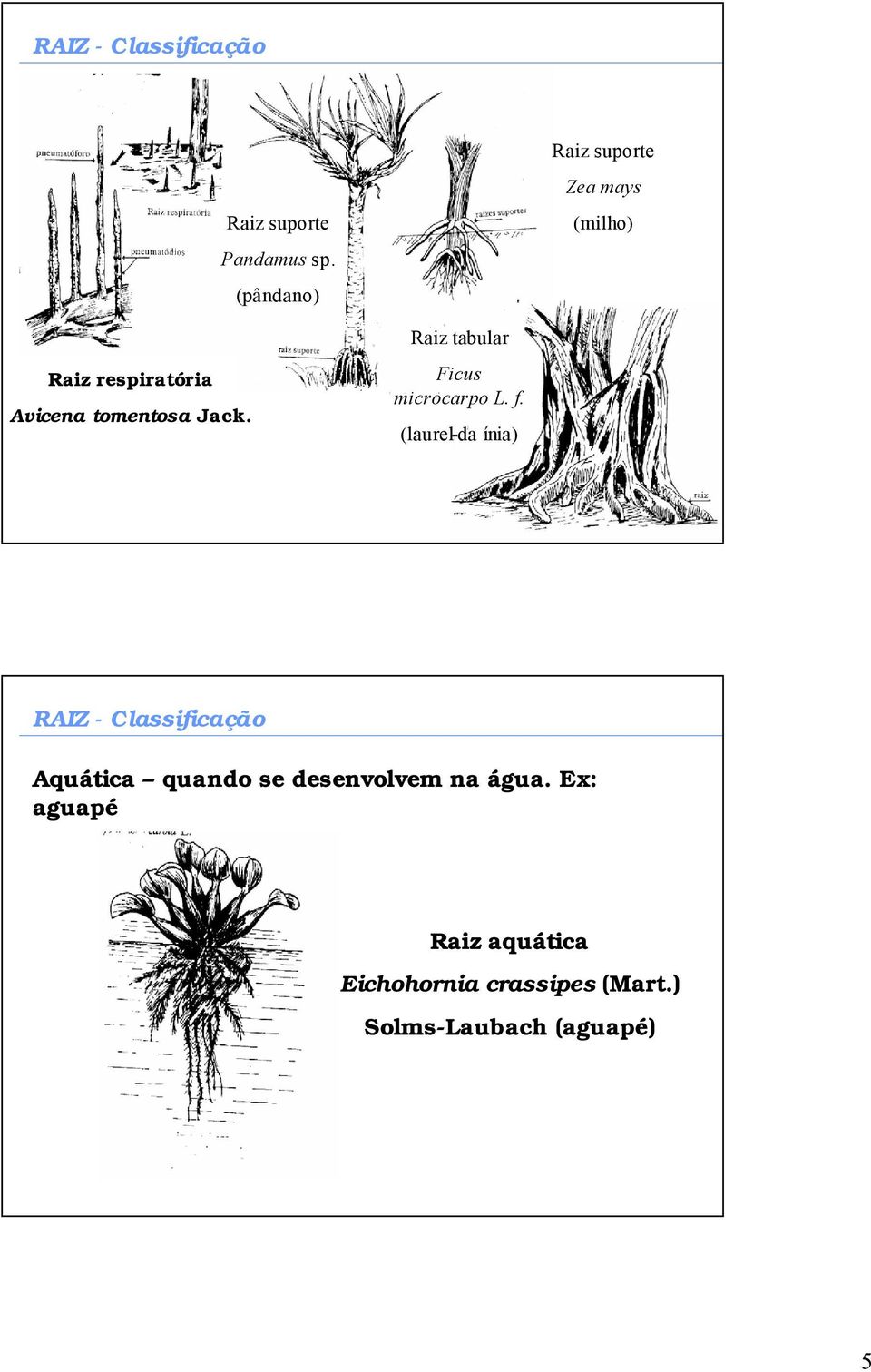 Ficus microcarpo L. f.