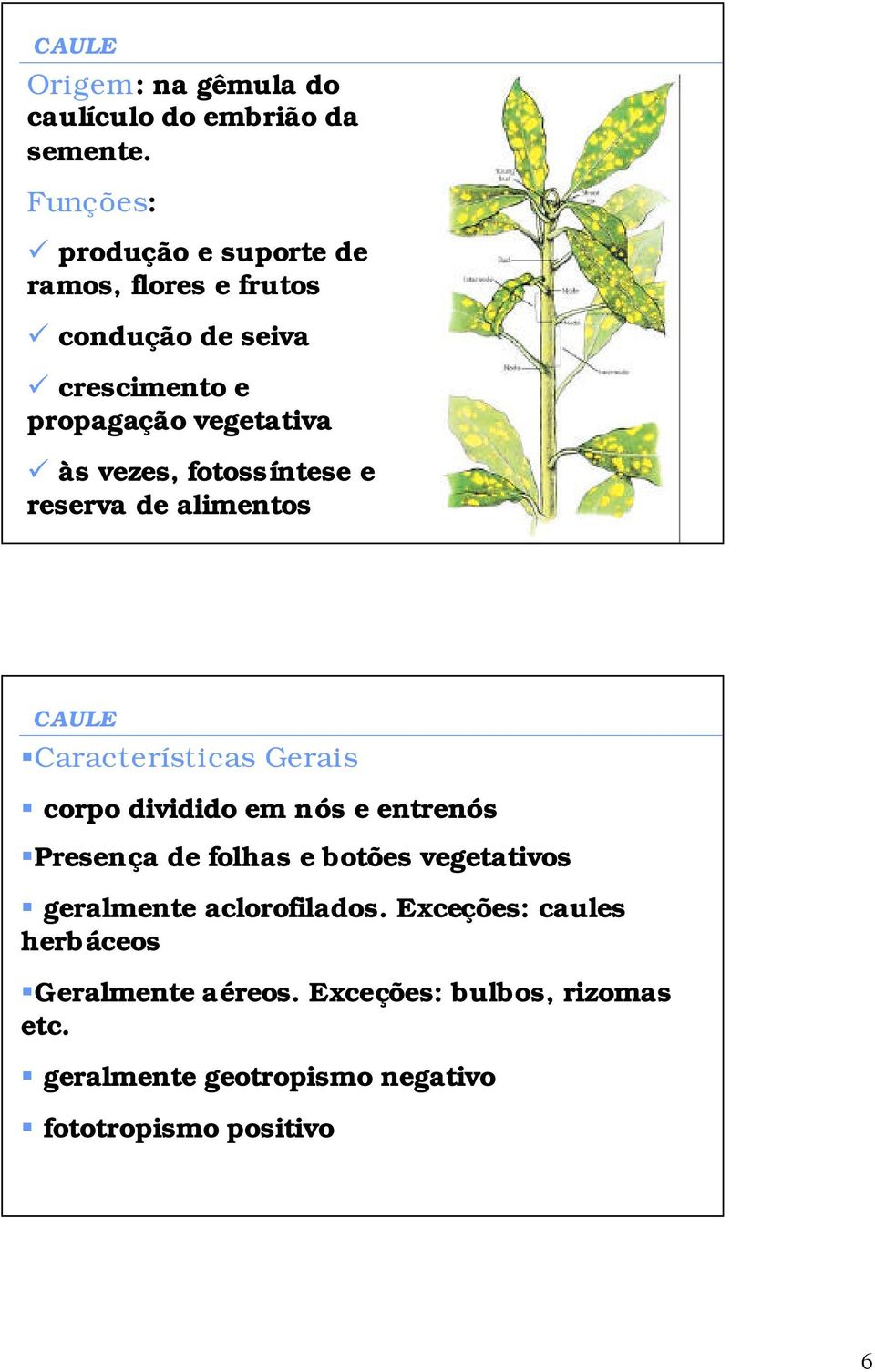 fotossíntese e reserva de alimentos CAULE Características Gerais corpo dividido em nós e entrenós Presença de folhas e