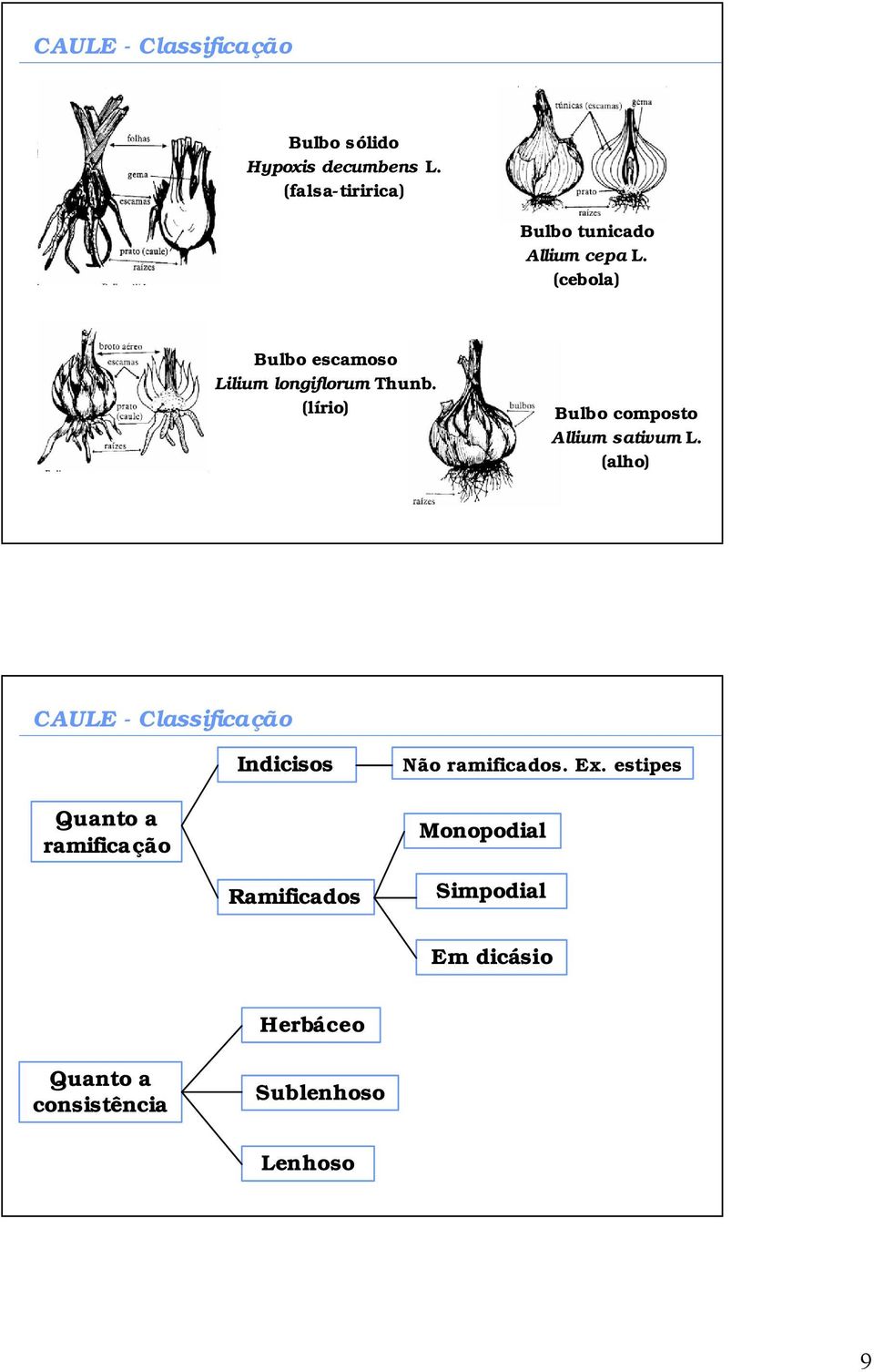 (cebola) Bulbo escamoso Lilium longiflorum Thunb. (lírio) Bulbo composto Allium sativum L.