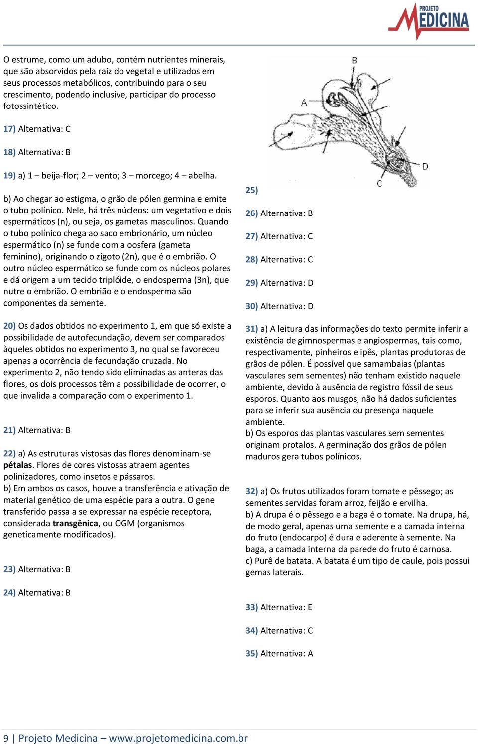 b) Ao chegar ao estigma, o grão de pólen germina e emite o tubo polínico. Nele, há três núcleos: um vegetativo e dois espermáticos (n), ou seja, os gametas masculinos.