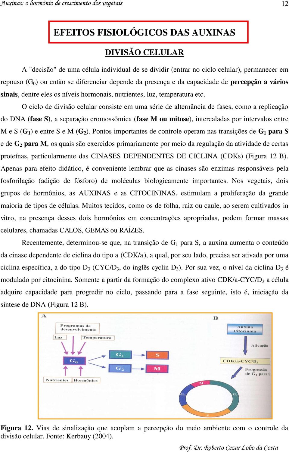 O ciclo de divisão celular consiste em uma série de alternância de fases, como a replicação do DNA (fase S), a separação cromossômica (fase M ou mitose), intercaladas por intervalos entre M e S (G 1