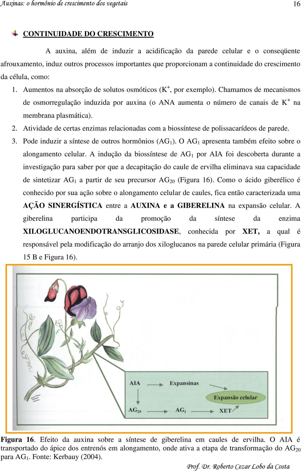 Chamamos de mecanismos de osmorregulação induzida por auxina (o ANA aumenta o número de canais de K + na membrana plasmática). 2.