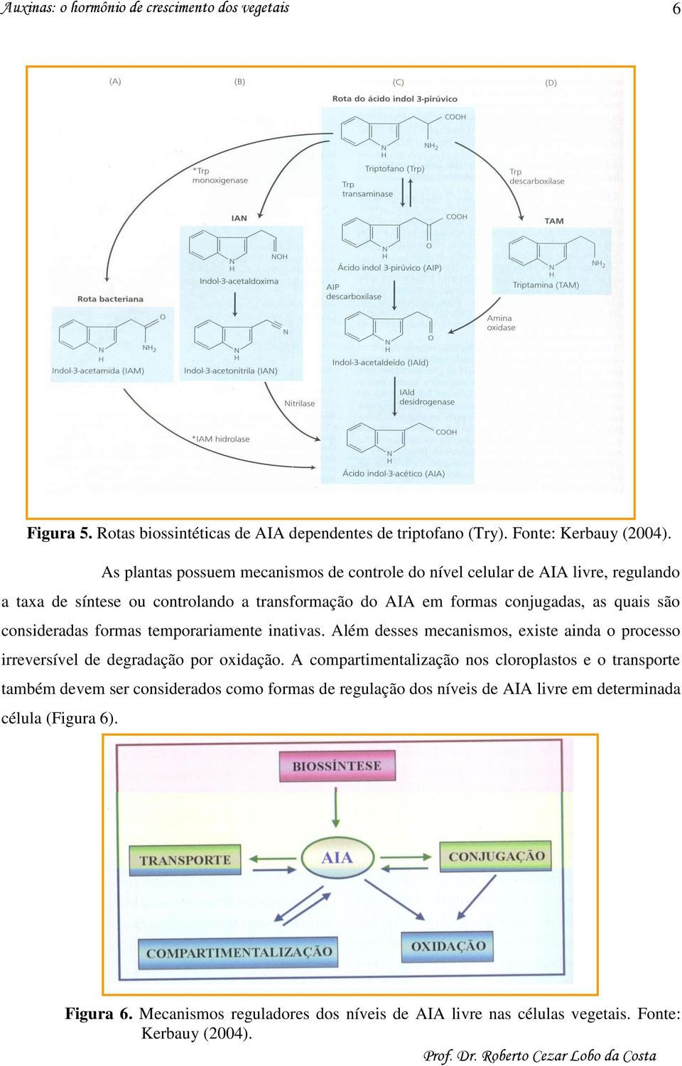 quais são consideradas formas temporariamente inativas. Além desses mecanismos, existe ainda o processo irreversível de degradação por oxidação.