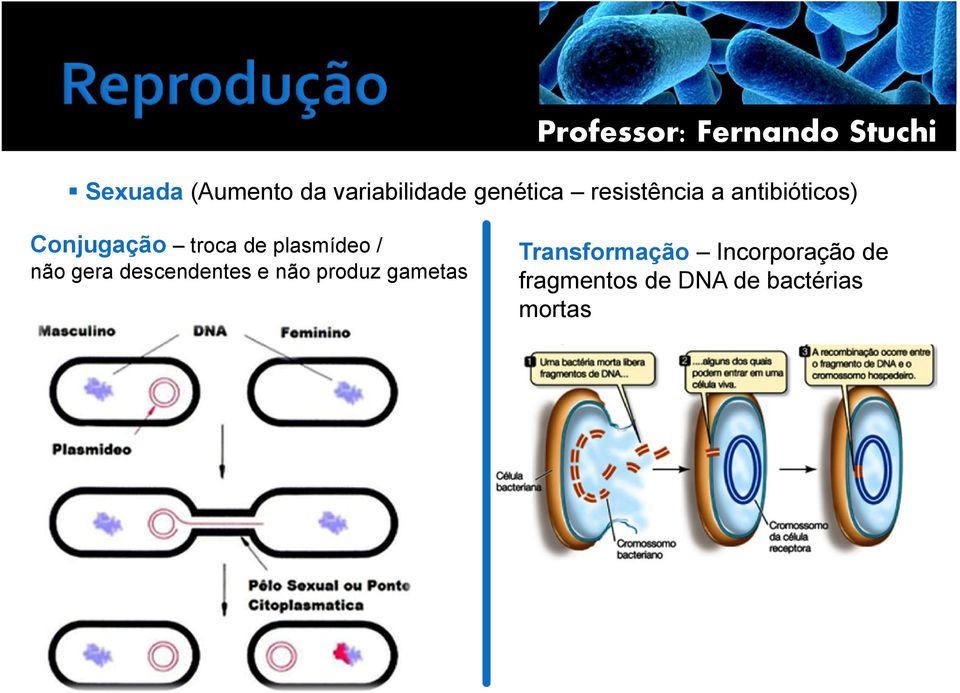 plasmídeo / não gera descendentes e não produz