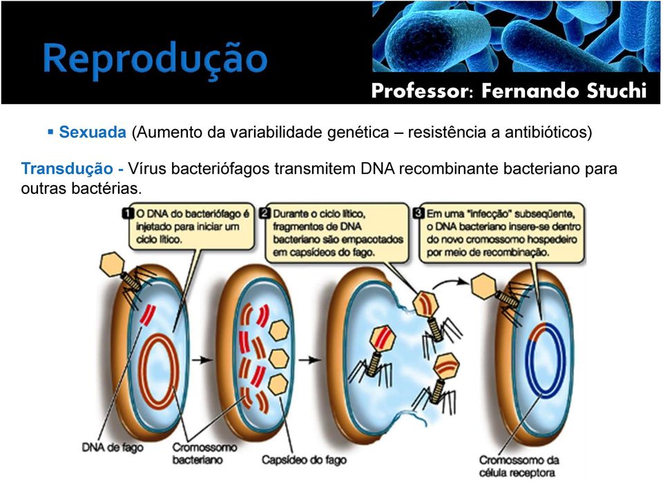 Transdução - Vírus bacteriófagos