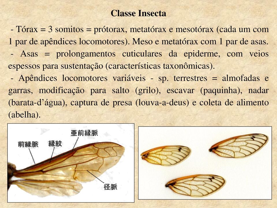 - Asas = prolongamentos cuticulares da epiderme, com veios espessos para sustentação (características taxonômicas).