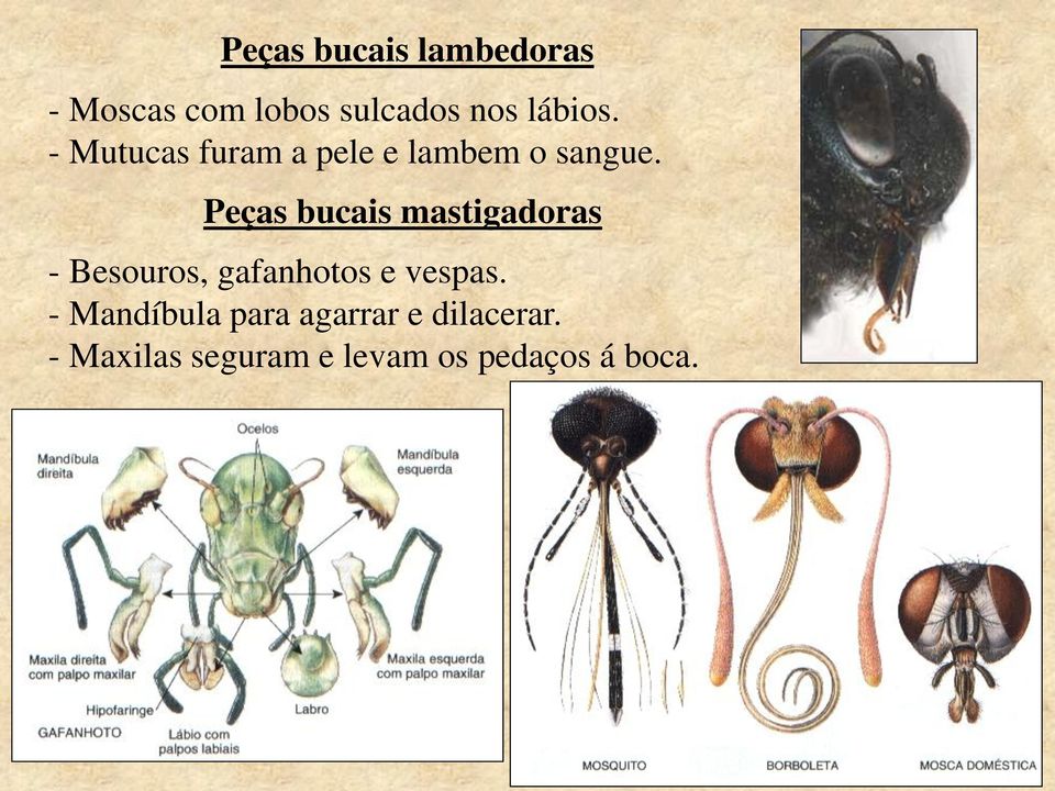 Peças bucais mastigadoras - Besouros, gafanhotos e vespas.