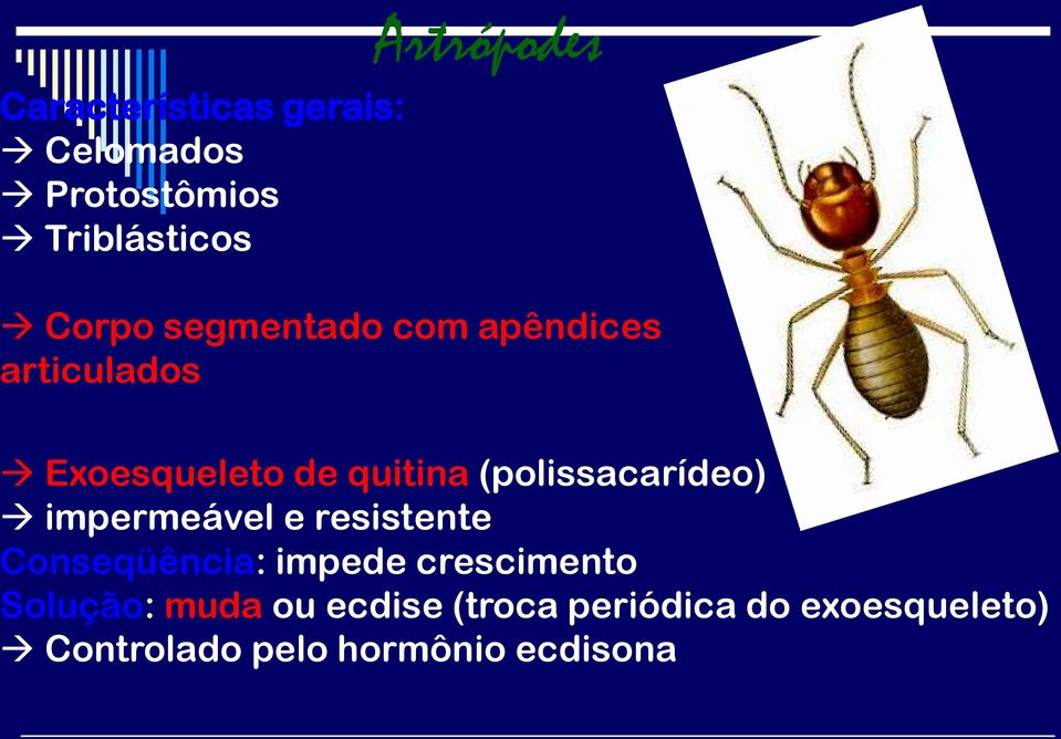 (polissacarídeo) impermeável e resistente Conseqüência: impede crescimento