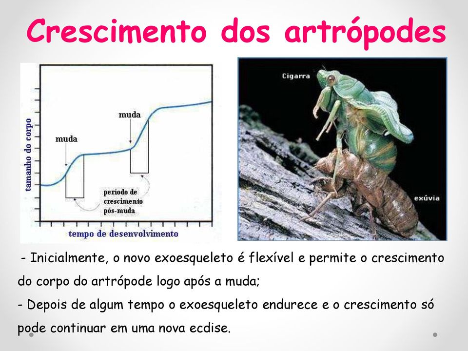 artrópode logo após a muda; - Depois de algum tempo o