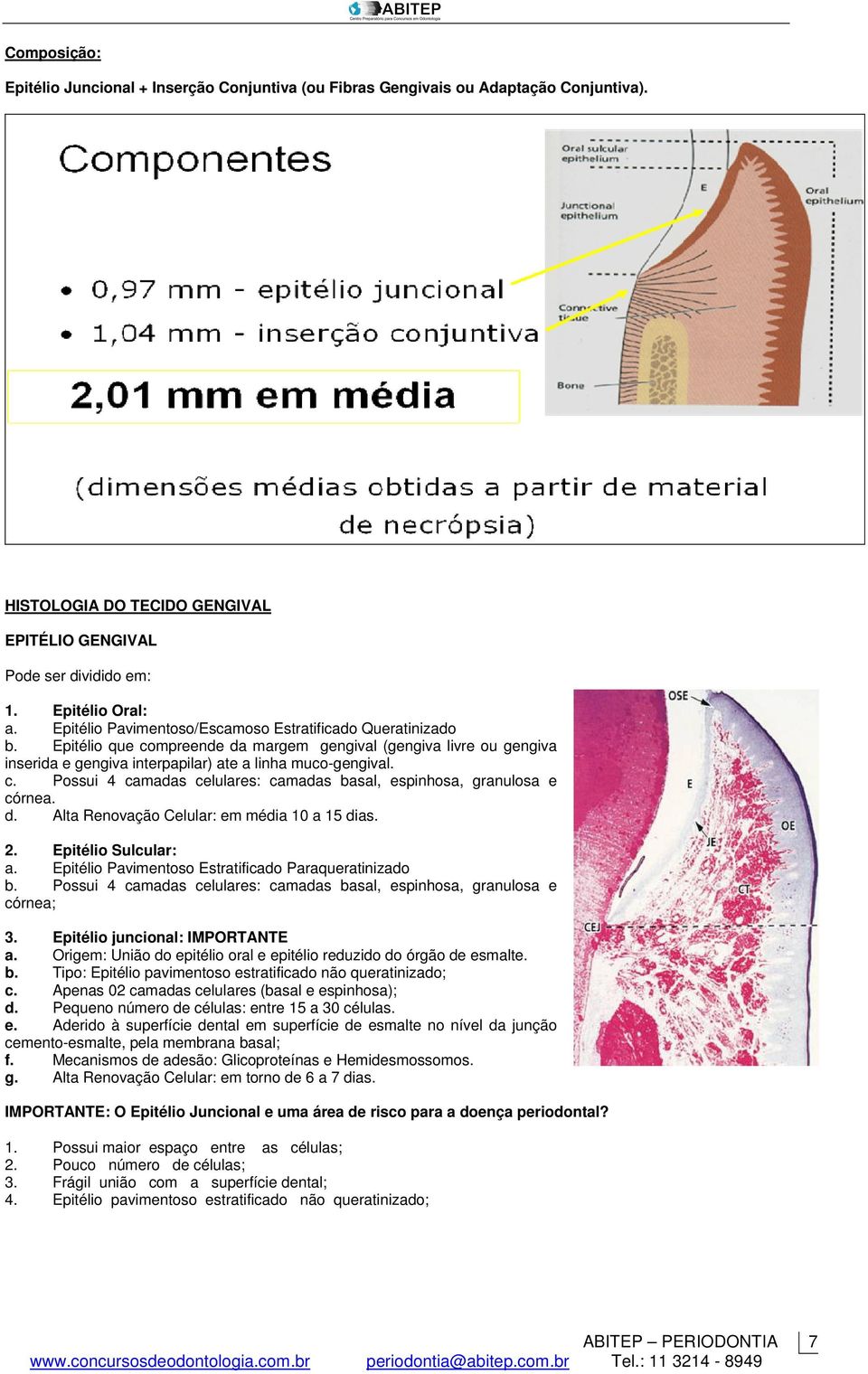 d. Alta Renovação Celular: em média 10 a 15 dias. 2. Epitélio Sulcular: a. Epitélio Pavimentoso Estratificado Paraqueratinizado b.