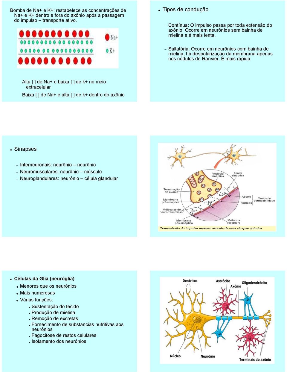 Saltatória: Ocorre em neurônios com bainha de mielina, há despolarização da membrana apenas nos nódulos de Ranvier.