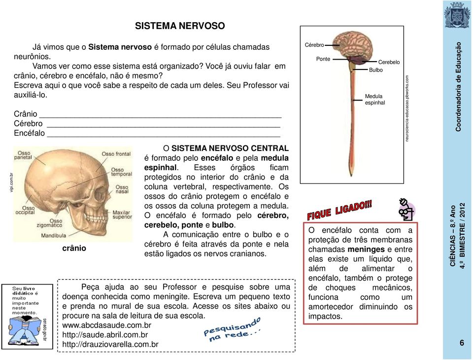 Crânio Cérebro Encéfalo crânio O SISTEMA NERVOSO CENTRAL é formado pelo encéfalo e pela medula espinhal. Esses órgãos ficam protegidos no interior do crânio e da coluna vertebral, respectivamente.