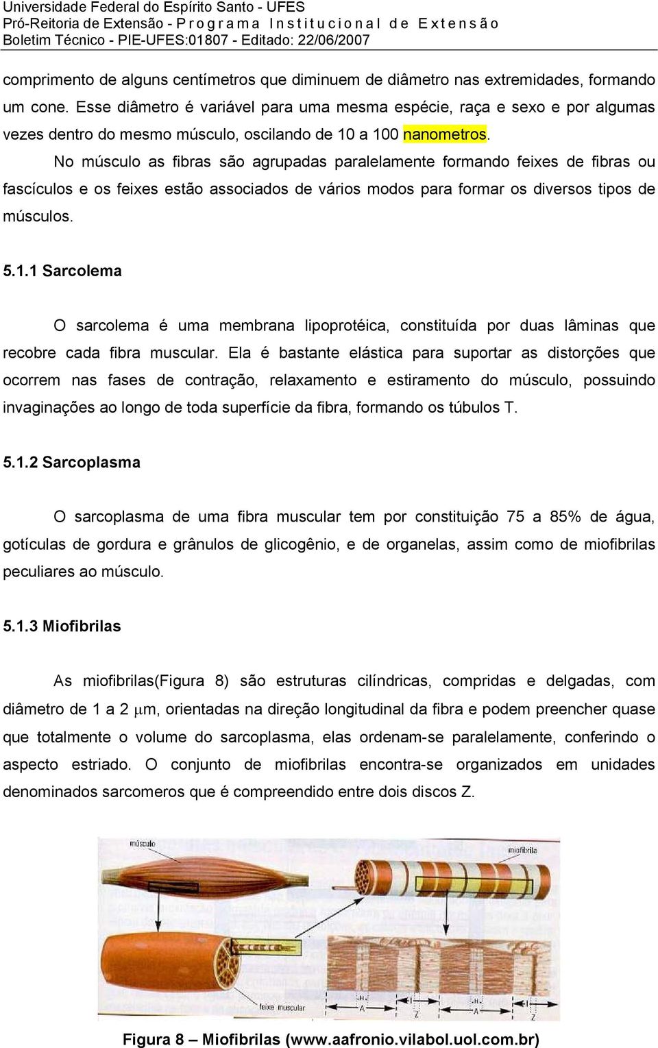 No músculo as fibras são agrupadas paralelamente formando feixes de fibras ou fascículos e os feixes estão associados de vários modos para formar os diversos tipos de músculos. 5.1.