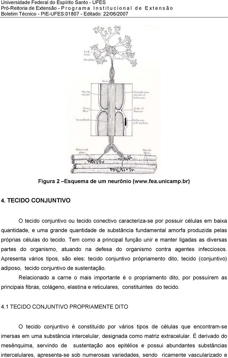 células do tecido. Tem como a principal função unir e manter ligadas as diversas partes do organismo, atuando na defesa do organismo contra agentes infecciosos.