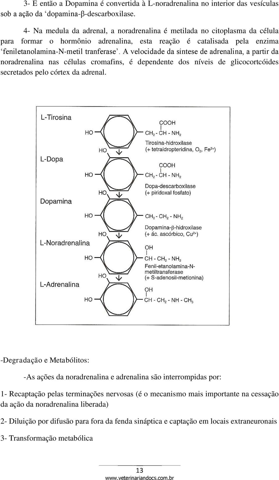 A velocidade da síntese de adrenalina, a partir da noradrenalina nas células cromafins, é dependente dos níveis de glicocortcóides secretados pelo córtex da adrenal.