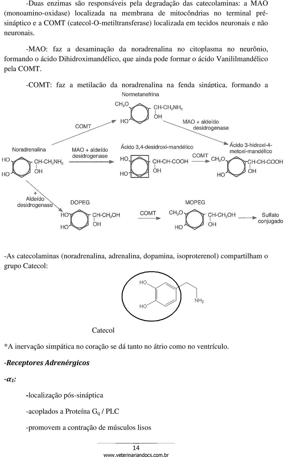 -MAO: faz a desaminação da noradrenalina no citoplasma no neurônio, formando o ácido Dihidroximandélico, que ainda pode formar o ácido Vanililmandélico pela COMT.