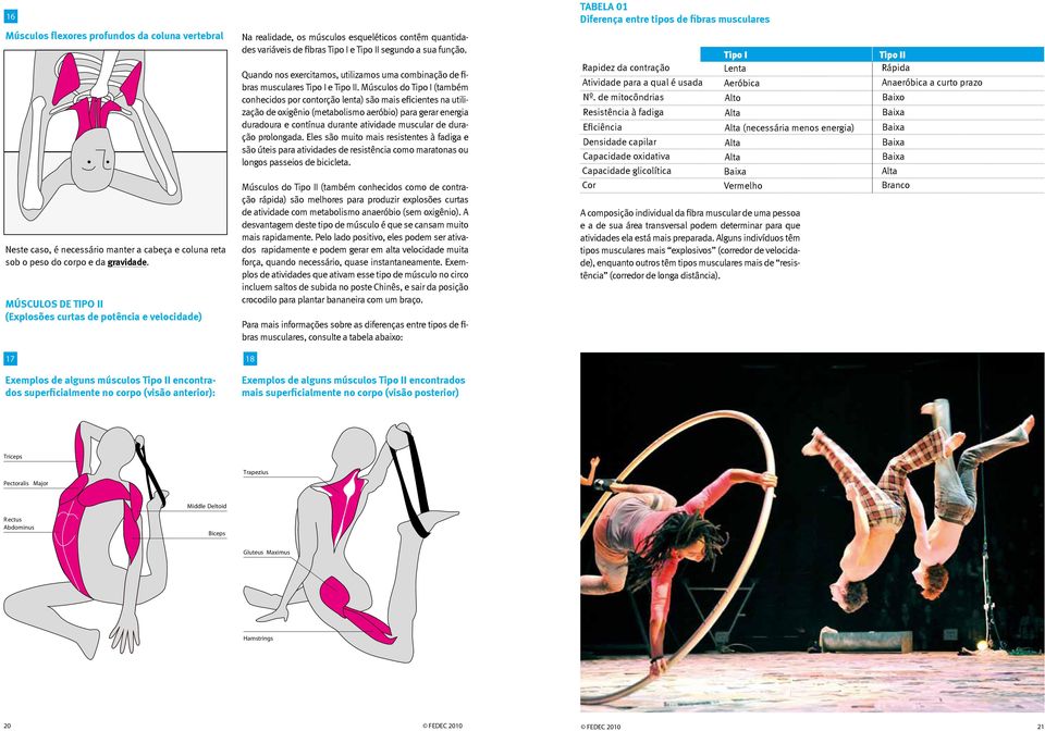 Músculos do Tipo I (também conhecidos por contorção lenta) são mais eficientes na utilização de oxigênio (metabolismo aeróbio) para gerar energia duradoura e contínua durante atividade muscular de