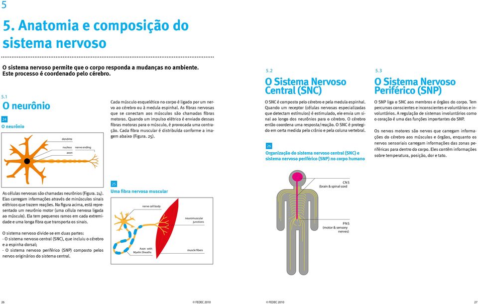 Cada fibra muscular é distribuída conforme a imagem abaixo (Figura. 25). 5.2 O Sistema Nervoso Central (SNC) O SNC é composto pelo cérebro e pela medula espinhal.