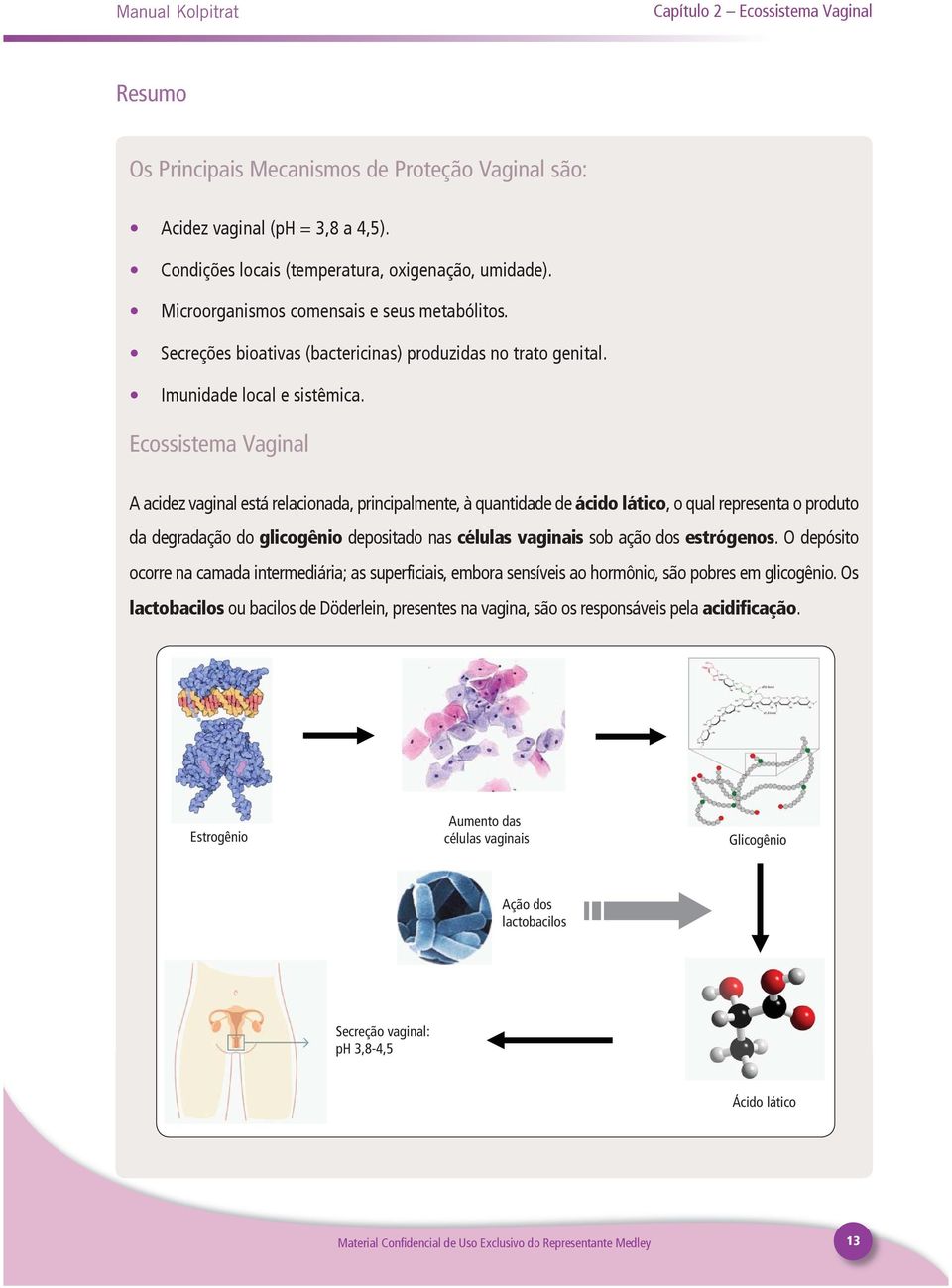 Ecossistema Vaginal A acidez vaginal está relacionada, principalmente, à quantidade de ácido lático, o qual representa o produto da degradação do glicogênio depositado nas células vaginais sob ação