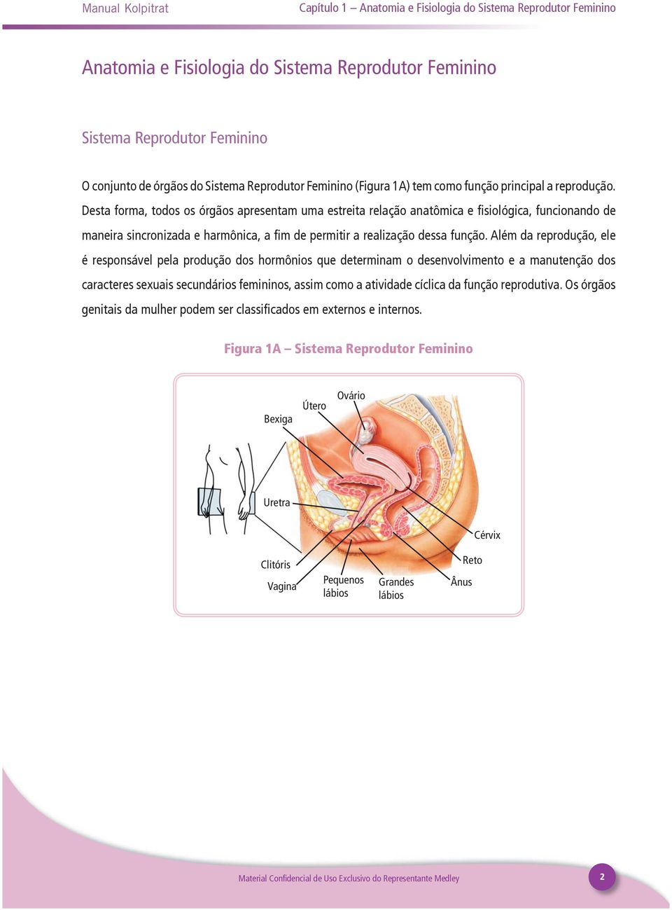 Desta forma, todos os órgãos apresentam uma estreita relação anatômica e fisiológica, funcionando de maneira sincronizada e harmônica, a fim de permitir a realização dessa função.