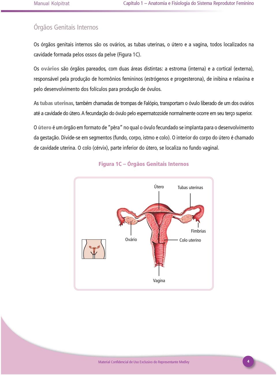 Os ovários são órgãos pareados, com duas áreas distintas: a estroma (interna) e a cortical (externa), responsável pela produção de hormônios femininos (estrógenos e progesterona), de inibina e