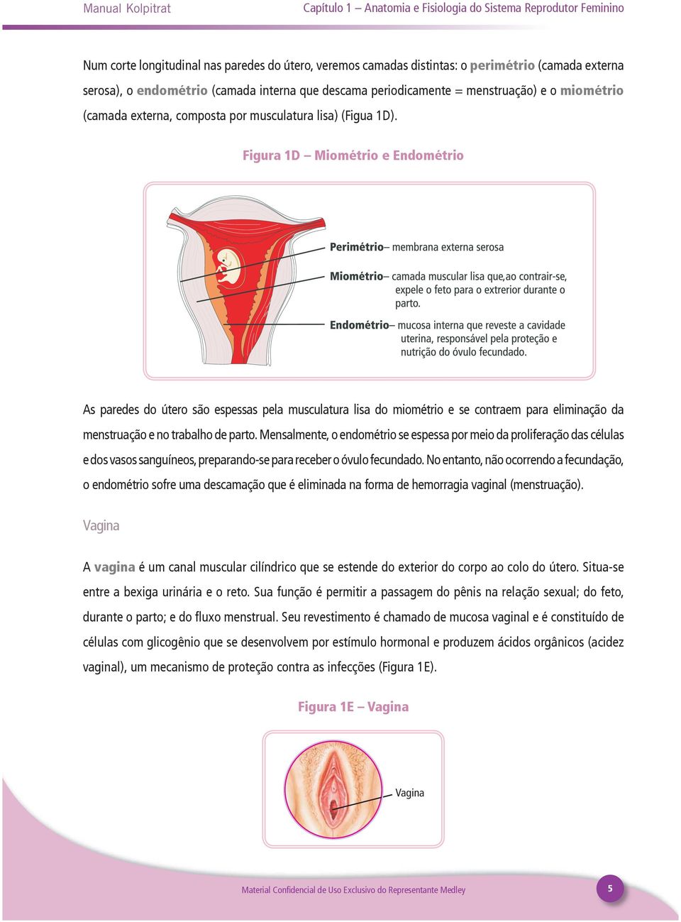Figura 1D Miométrio e Endométrio As paredes do útero são espessas pela musculatura lisa do miométrio e se contraem para eliminação da menstruação e no trabalho de parto.